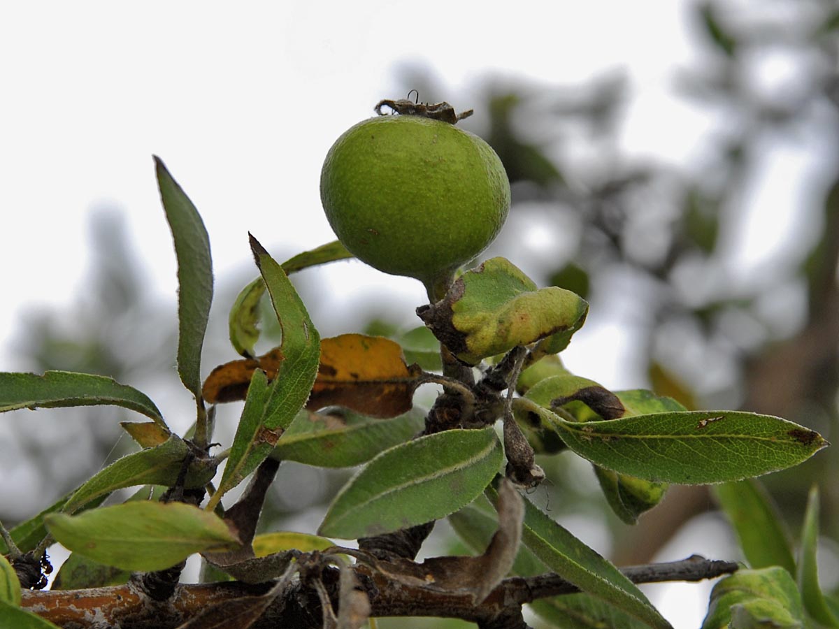 Pyrus amygdaliformis